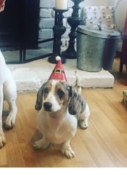 Lost Female Dog last seen Jamacha , Spring Valley, CA 91977