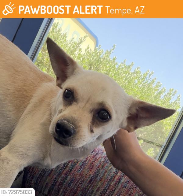 Found/Stray Male Dog last seen 60/McClintock by Arredondo School, Tempe, AZ 85282
