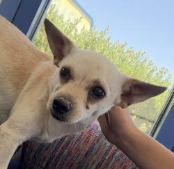 Found/Stray Male Dog last seen 60/McClintock by Arredondo School, Tempe, AZ 85282