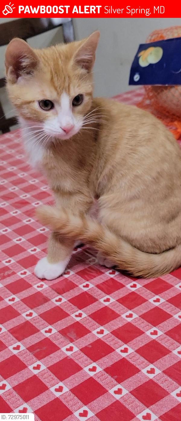 Lost Male Cat last seen Littleton St, Silver Spring, MD 20906