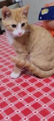 Lost Male Cat last seen Littleton St, Silver Spring, MD 20906