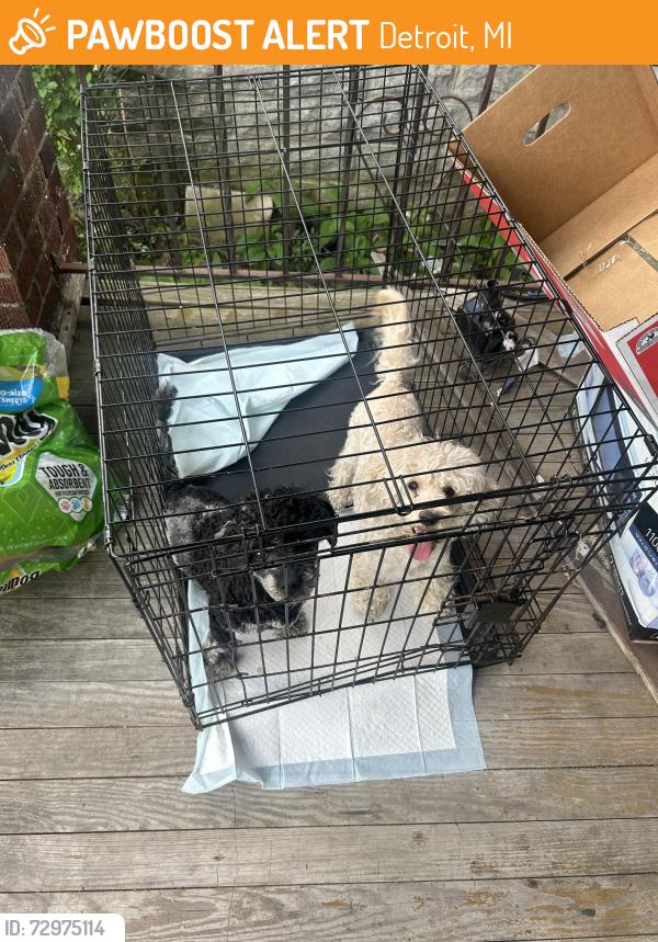 Found/Stray Unknown Dog last seen Nevada and Wexford , Detroit, MI 48234