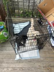 Found/Stray Unknown Dog last seen Nevada and Wexford , Detroit, MI 48234