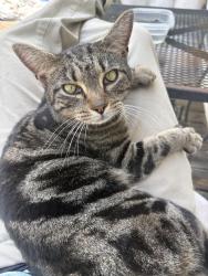 Found/Stray Unknown Cat last seen Monroeton road Reidsville nc, Reidsville, NC 27320