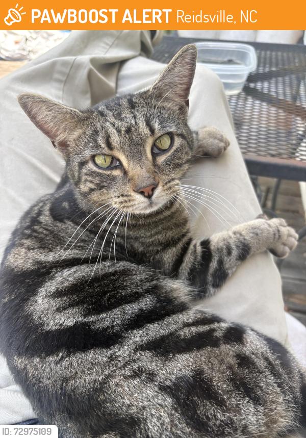 Found/Stray Unknown Cat last seen Monroeton road Reidsville nc, Reidsville, NC 27320