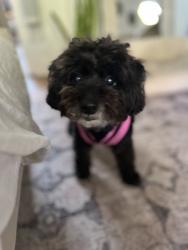 Reunited Female Dog last seen 6th Street, Los Angeles, CA 90291