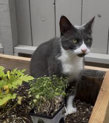 Lost Female Cat last seen Borden Road San Marcos, San Marcos, CA 92069