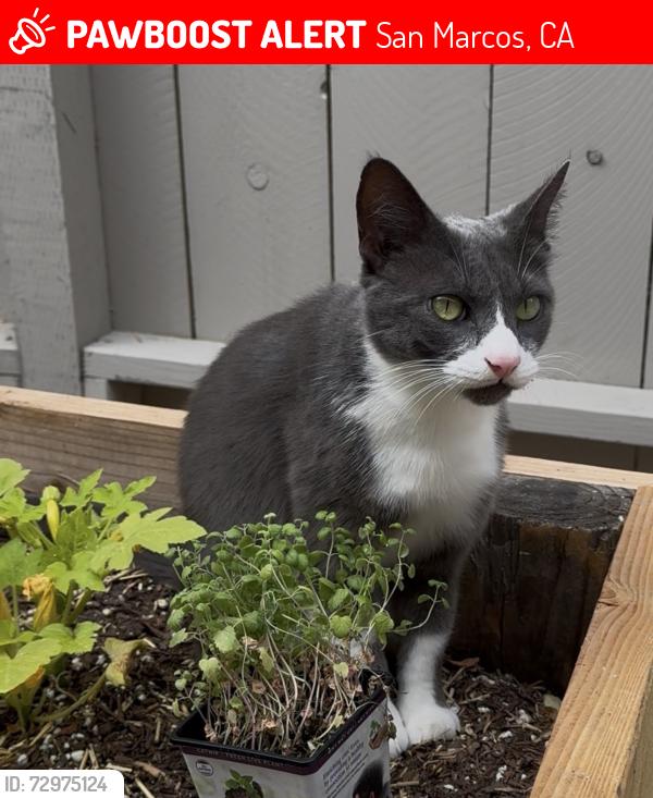 Lost Female Cat last seen Borden Road San Marcos, San Marcos, CA 92069