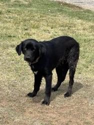 Found/Stray Male Dog last seen South Georgia elementary, Amarillo, TX 79110