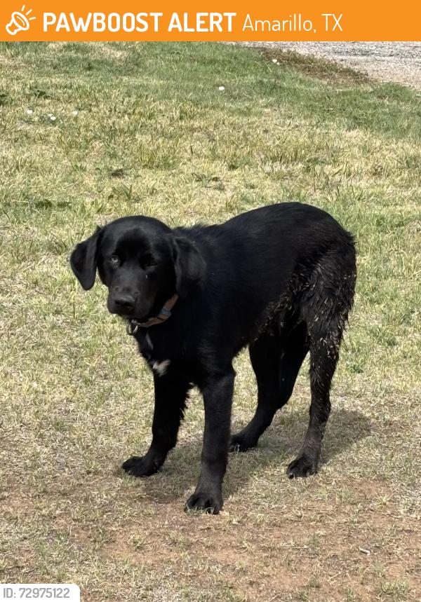 Found/Stray Male Dog last seen South Georgia elementary , Amarillo, TX 79110