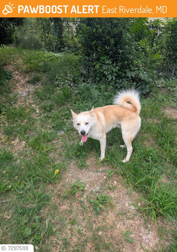 Surrendered Male Dog last seen Oliver st and 66th ave, East Riverdale, MD 20737