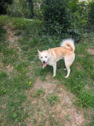 Found/Stray Male Dog last seen Oliver st and 66th ave, East Riverdale, MD 20737