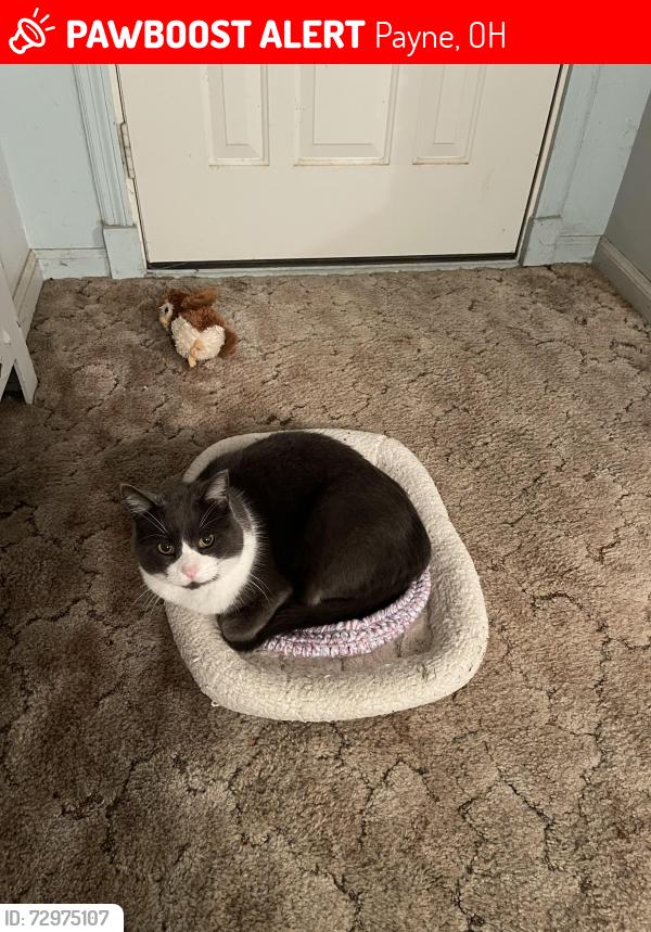 Lost Male Cat last seen County Rd 61 and St Rd 500, Payne, OH 45880