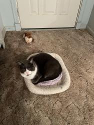 Lost Male Cat last seen County Rd 61 and St Rd 500, Payne, OH 45880