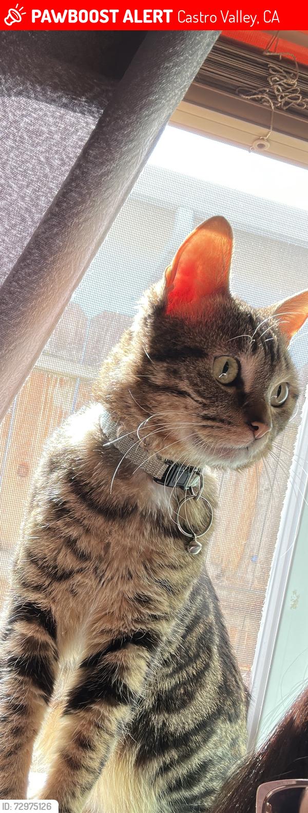 Lost Male Cat last seen Corner of Nunes and San Miguel, Castro Valley, CA 94546