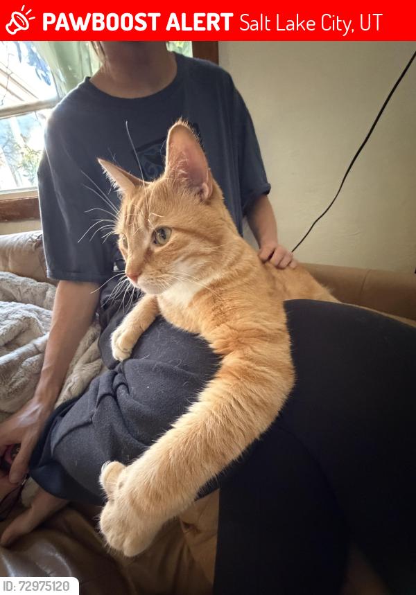 Lost Male Cat last seen Westminster and 1500, Salt Lake City, UT 84105