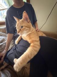 Lost Male Cat last seen Westminster and 1500, Salt Lake City, UT 84105