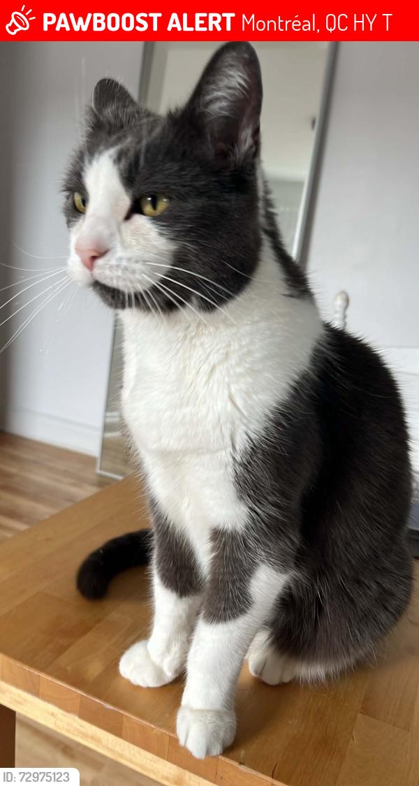 Lost Male Cat last seen Bellechasse, Montréal, QC H1Y 2T5