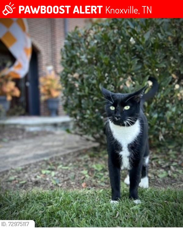 Lost Male Cat last seen Kincer Farms Subdivision , Knoxville, TN 37922