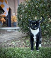Lost Male Cat last seen Kincer Farms Subdivision , Knoxville, TN 37922