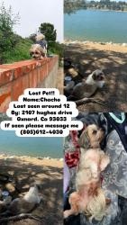 Lost Male Dog last seen Hughes drive & lark, Oxnard, CA 93033