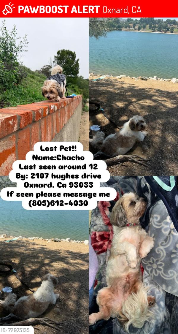 Lost Male Dog last seen Hughes drive & lark, Oxnard, CA 93033
