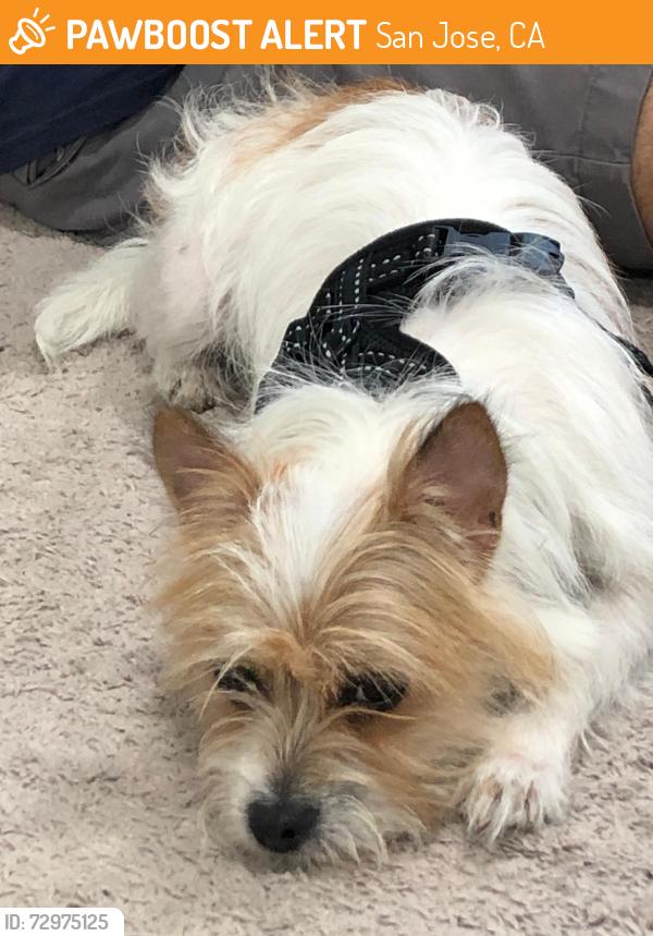 Found/Stray Female Dog last seen Maria Way and Payne, San Jose, CA 95117