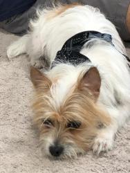 Found/Stray Female Dog last seen Maria Way and Payne, San Jose, CA 95117