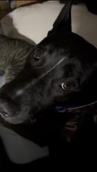 Reunited Female Dog last seen Castaic, by Dennys parking lot, Castaic, CA 91384