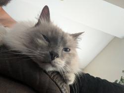 Reunited Female Cat last seen Osage Dr & Kassem Dr, Columbia, MO 65202