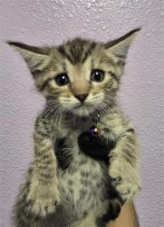 Shelter Stray Female Cat last seen El Paso, TX 79901, Fort Bliss, TX 79906
