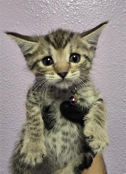 Shelter Stray Female Cat last seen El Paso, TX 79901, Fort Bliss, TX 79906