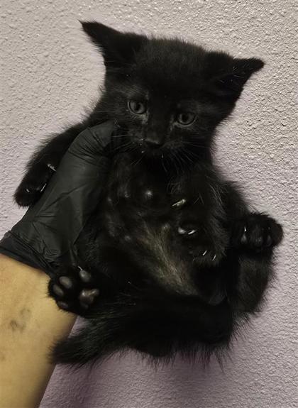 Shelter Stray Male Cat last seen El Paso, TX 79901, Fort Bliss, TX 79906