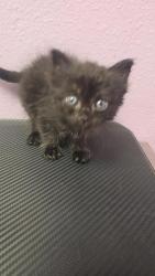 Shelter Stray Unknown Cat last seen El Paso, TX 79936, Fort Bliss, TX 79906