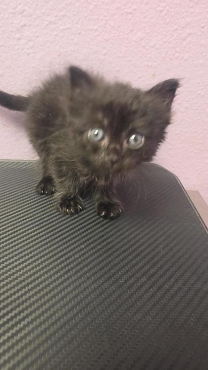 Shelter Stray Unknown Cat last seen El Paso, TX 79936, Fort Bliss, TX 79906