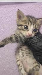 Shelter Stray Unknown Cat last seen El Paso, TX 79936, Fort Bliss, TX 79906
