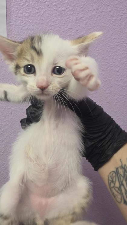 Shelter Stray Unknown Cat last seen El Paso, TX 79936, Fort Bliss, TX 79906