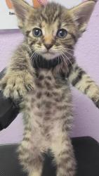 Shelter Stray Unknown Cat last seen El Paso, TX 79936, Fort Bliss, TX 79906