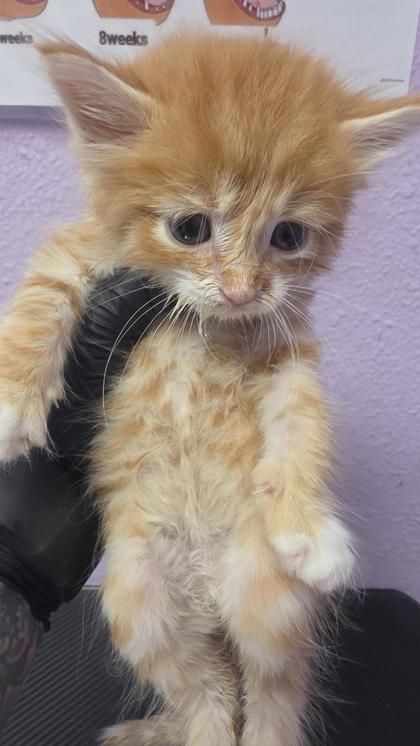 Shelter Stray Unknown Cat last seen El Paso, TX 79936, Fort Bliss, TX 79906