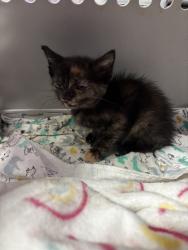 Shelter Stray Female Cat last seen El Paso, TX 79930, Fort Bliss, TX 79906