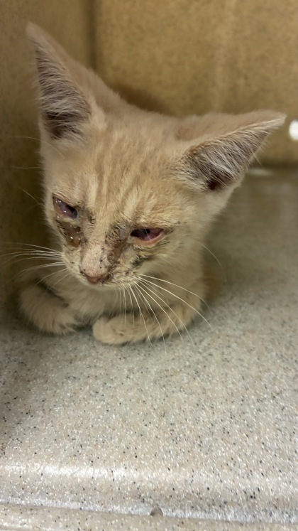 Shelter Stray Male Cat last seen Near Forest way rd, County/Unicorporated, NC, 1491 Business Park Ct, Gastonia, NC 28052, USA