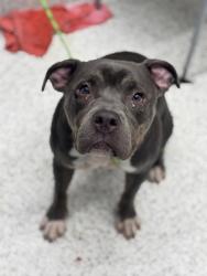Shelter Stray Female Dog last seen Atlanta, GA 30315, Atlanta, GA 30336