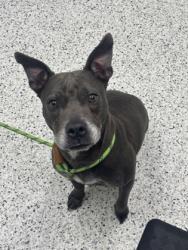 Shelter Stray Female Dog last seen Atlanta, GA 30331, Atlanta, GA 30336