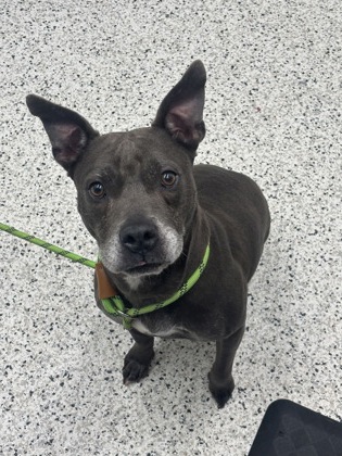 Shelter Stray Female Dog last seen Atlanta, GA 30331, Atlanta, GA 30336