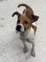 Shelter Stray Male Dog last seen Atlanta, GA 30331, Atlanta, GA 30336