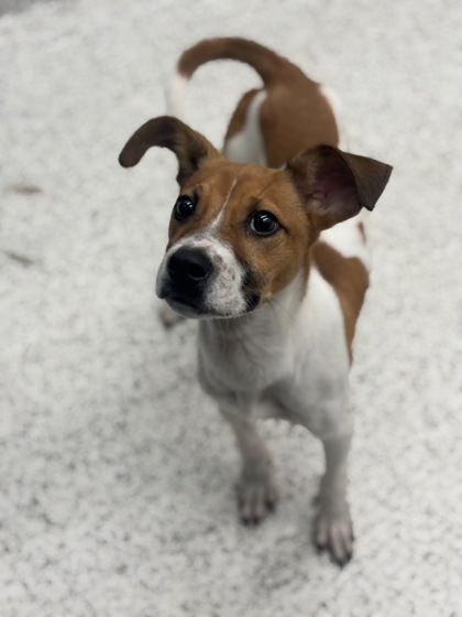 Shelter Stray Male Dog last seen Atlanta, GA 30331, Atlanta, GA 30336