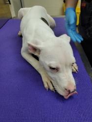 Shelter Stray Male Dog last seen North Charleston, SC 29420, North Charleston, SC 29406