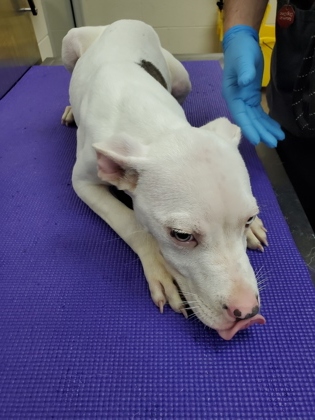 Shelter Stray Male Dog last seen North Charleston, SC 29420, North Charleston, SC 29406