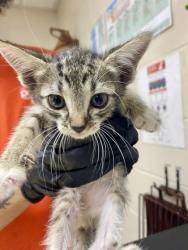 Shelter Stray Female Cat last seen North Charleston, SC 29405, North Charleston, SC 29406