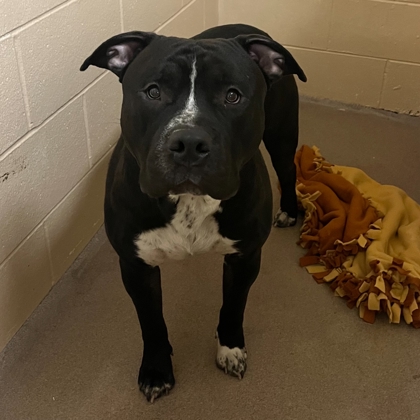 Shelter Stray Male Dog last seen Madison, WI , Madison, WI 53718